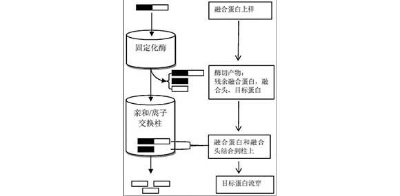 蠕动泵在蛋白纯化系统中的应用